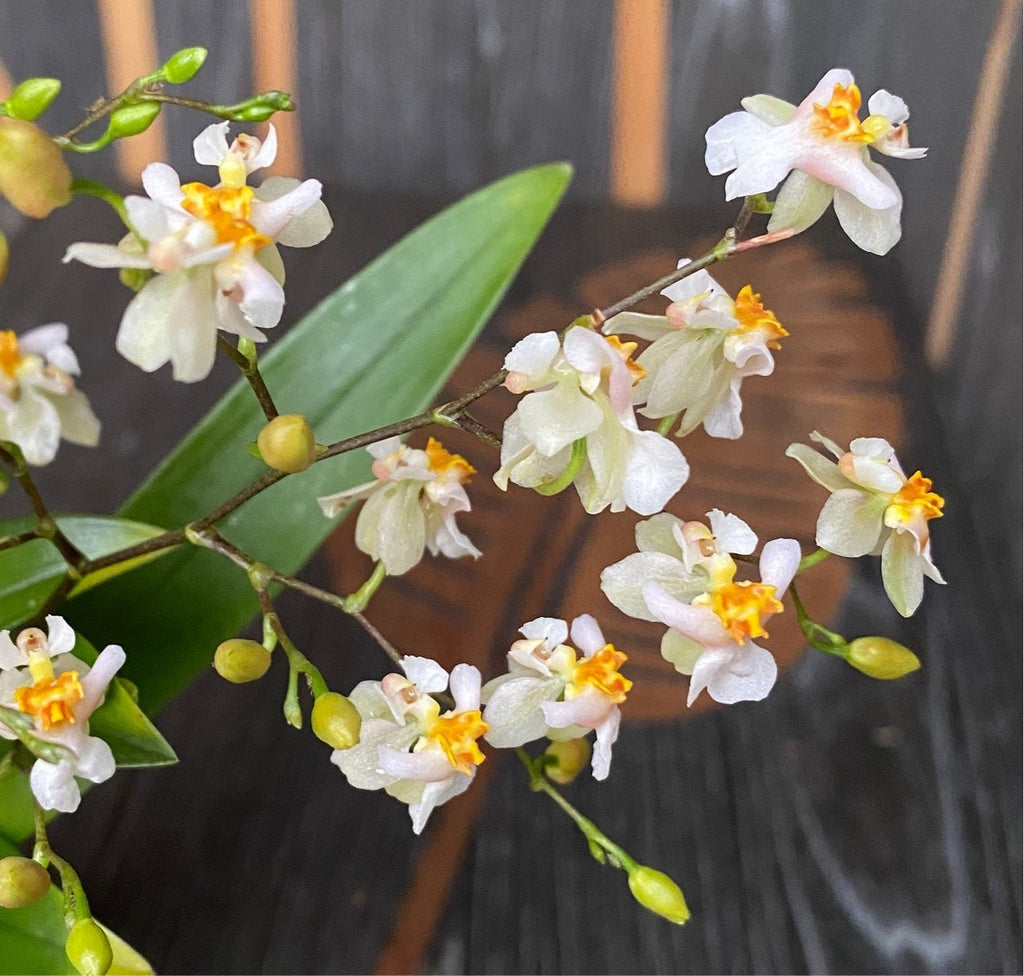 Oncidium Twinkle 'White Shower' D6 (intensiv duftende Blüten)