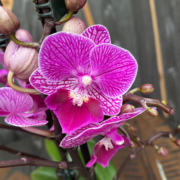 Cache-pot orchidée céramique Philippines diam. 12,5cm