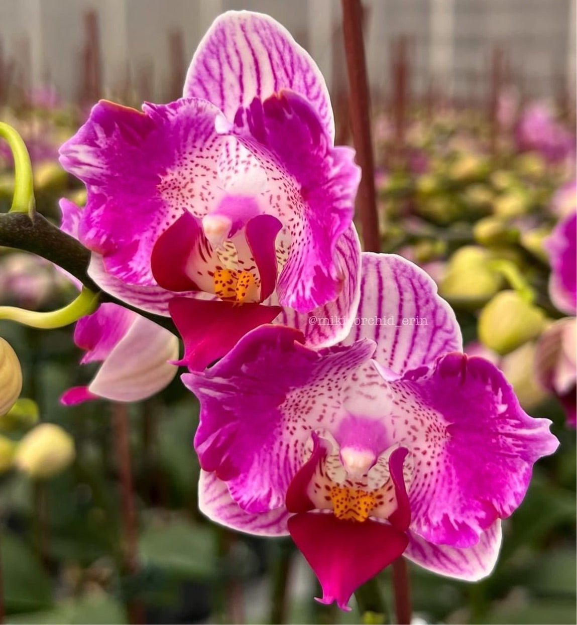 Phalaenopsis Pink Sunset Girl (peloric)