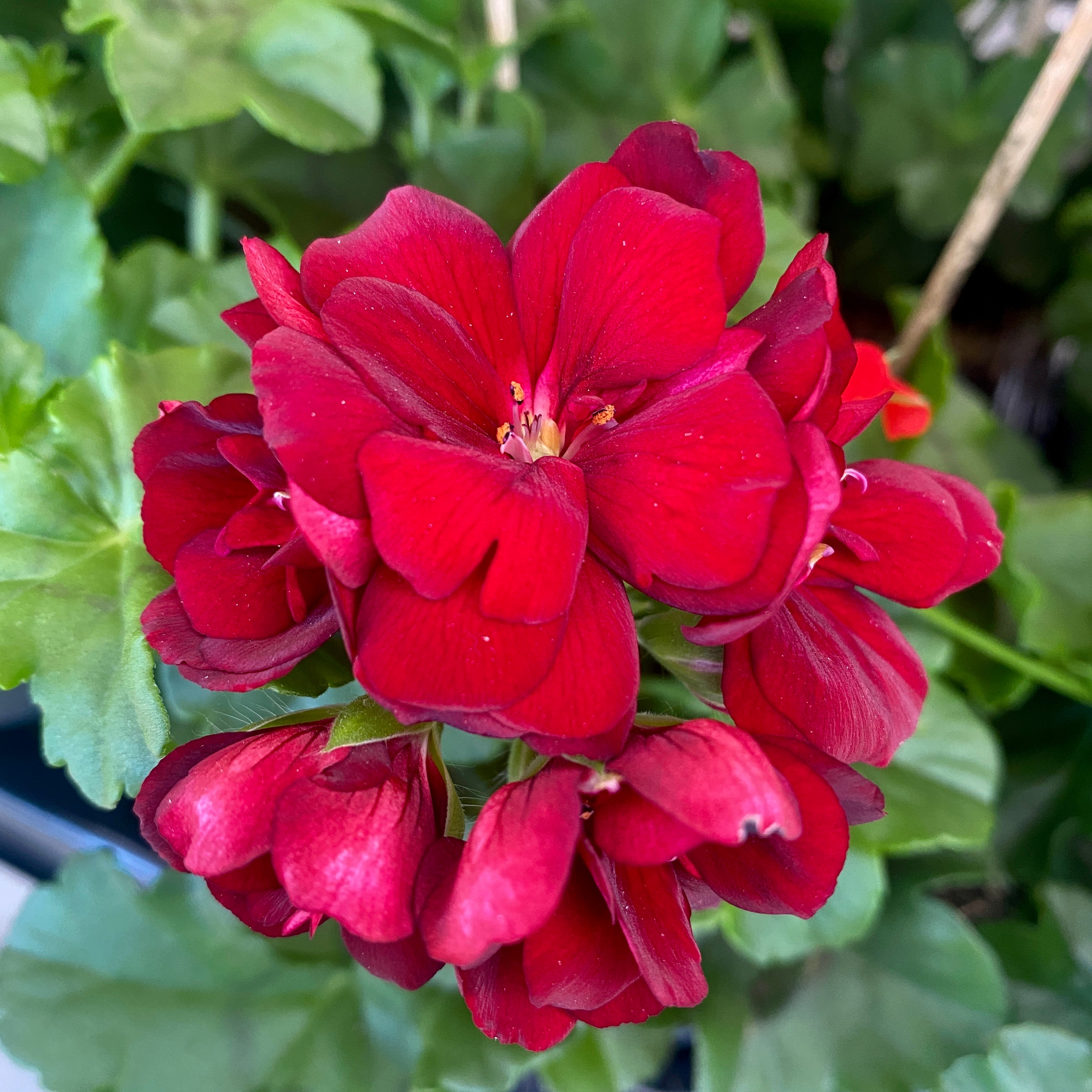 Pelargonium (Peltatum Grp) 'Double Dark Red' - muscate cu flori duble rosii