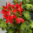 Geranios estrellados rojos - Pelargonium Fireworks 'Scarlet'