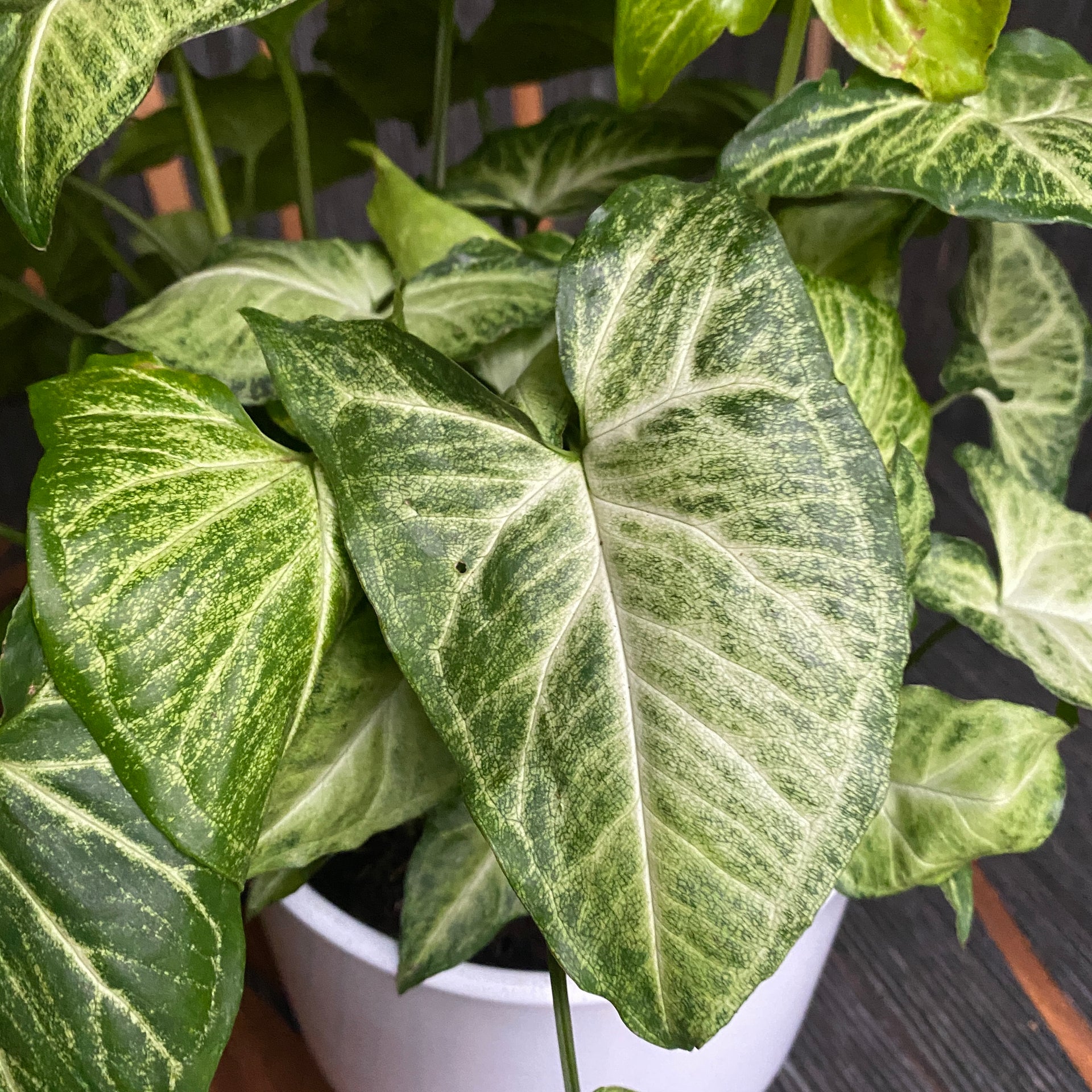 tropische zimmerpflanze mit pfeilförmigen blättern Syngonium Arrow (Pfeilpflanze)