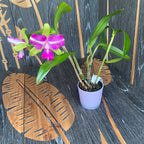 Rlc. Chyong Guu Benz (Rlc. Green Goddess x C. Batalinii)