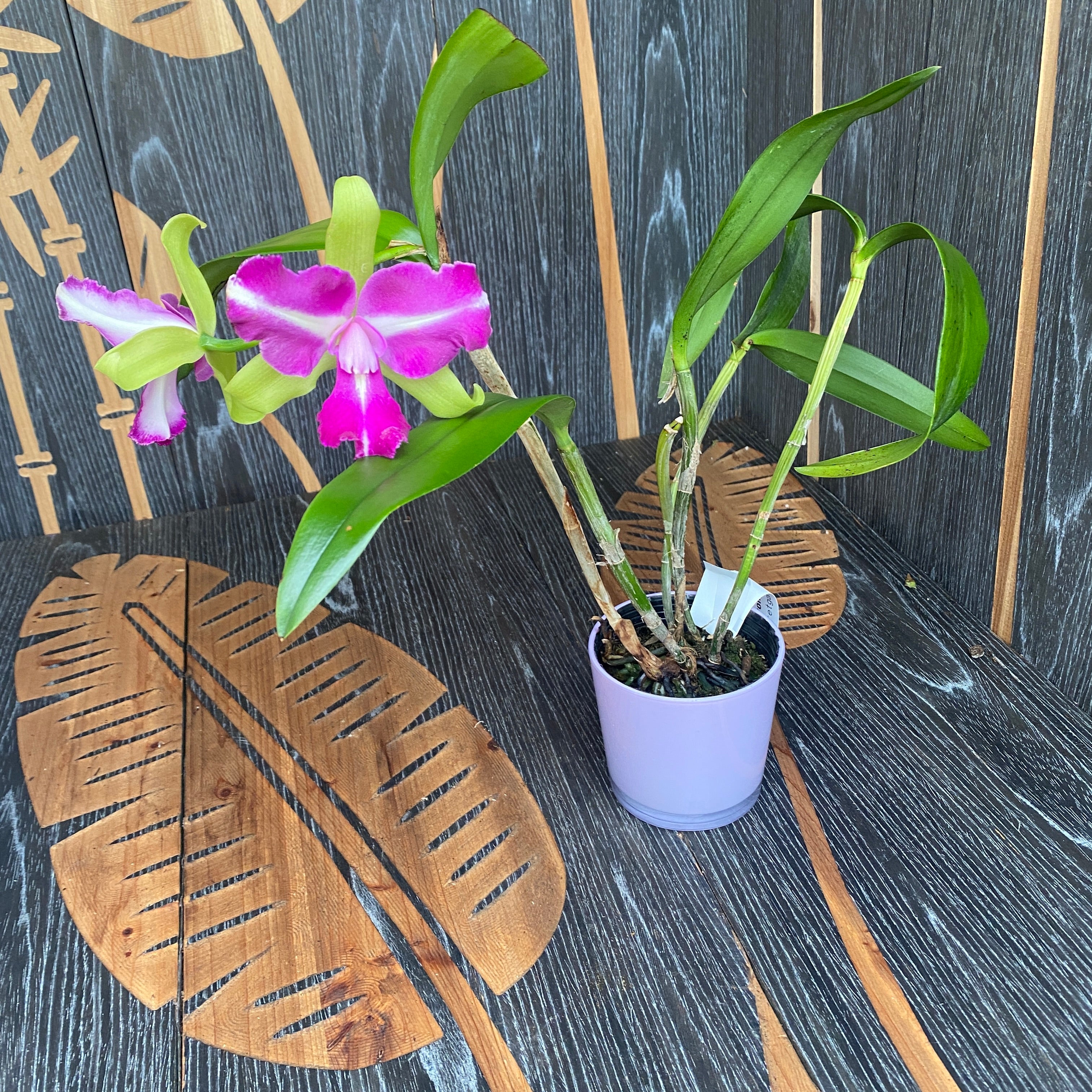 Rlc. Chyong Guu Benz (Rlc. Green Goddess x C. Batalinii)