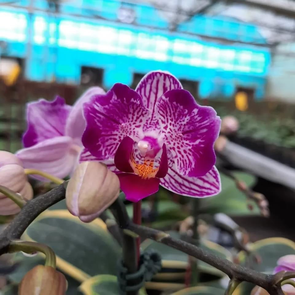 Phalaenopsis Sogo Vivien 'SOGO F858' (variegata e pelorica) - variegatura intensa