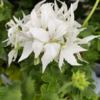 Bílé hvězdicové muškáty - Pelargonium Fireworks 'White'