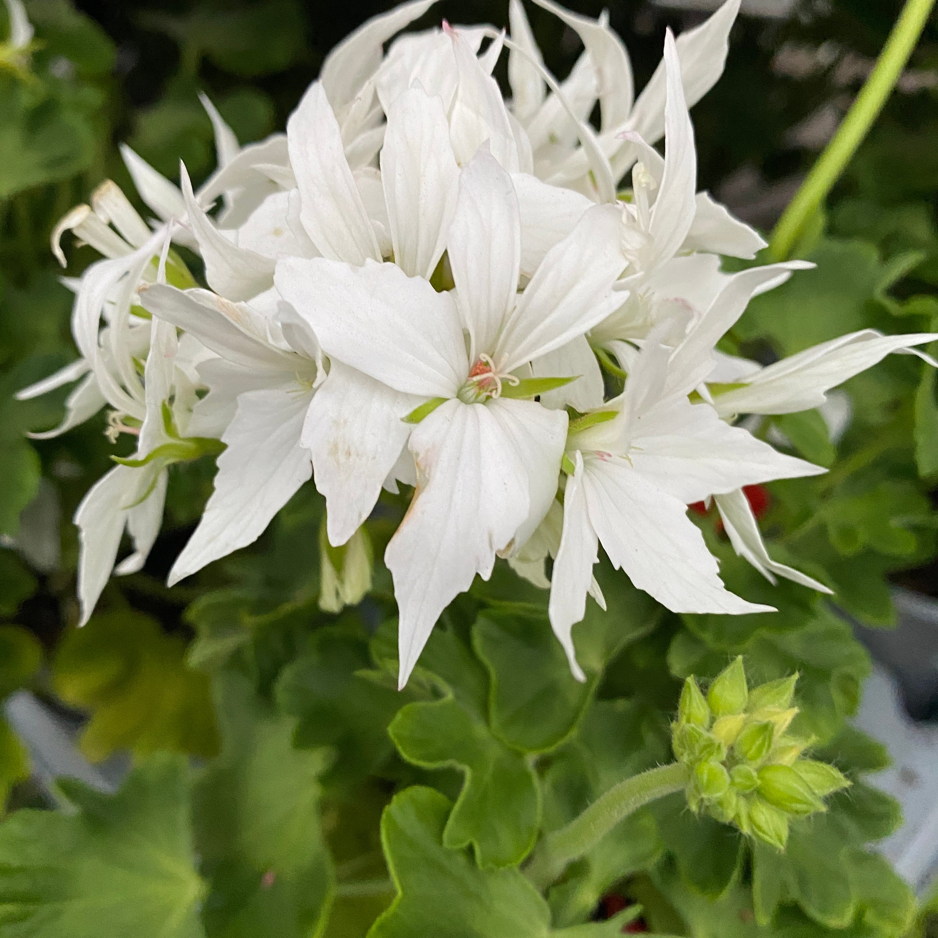 Muscate stelate albe - Pelargonium Fireworks 'White'