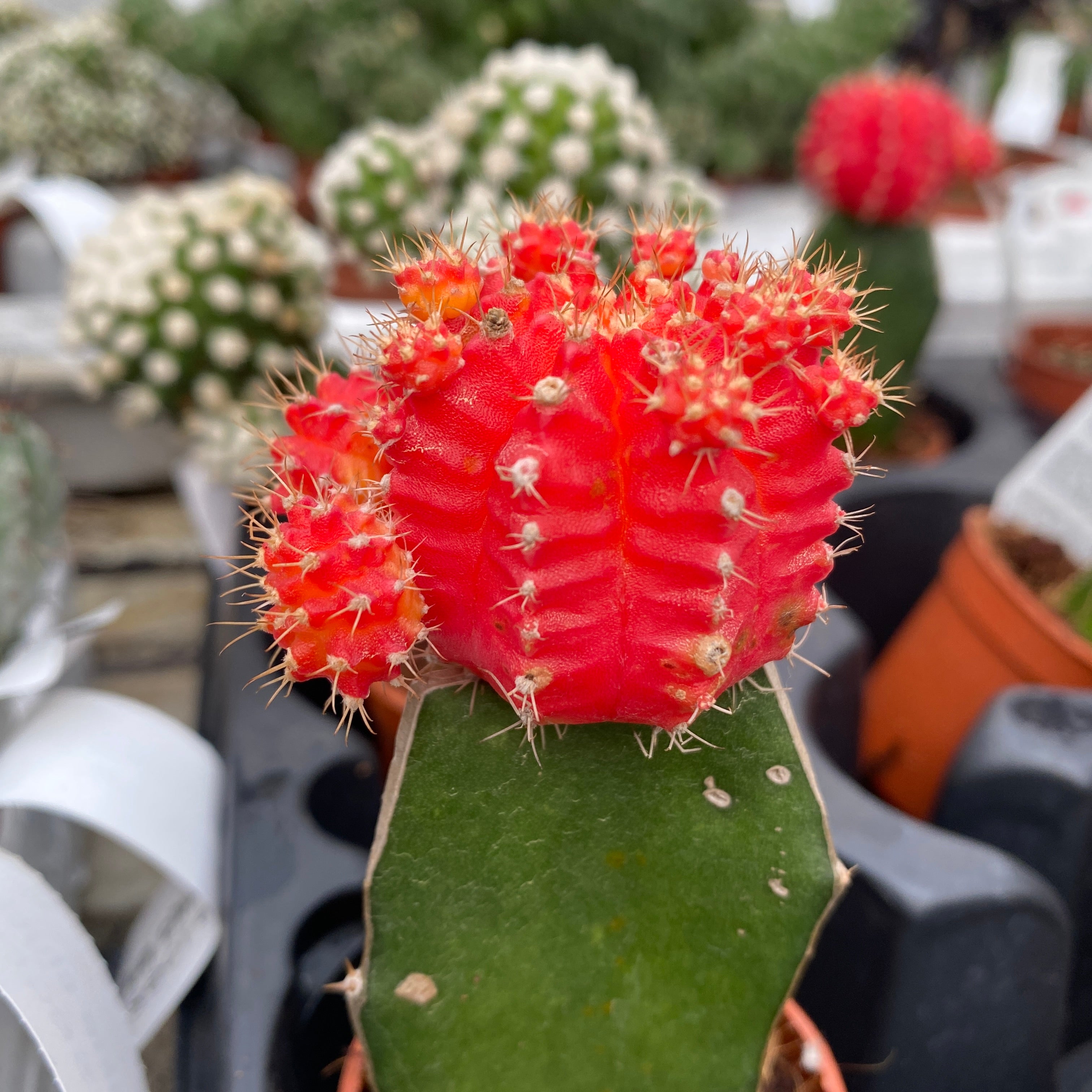 Gymnocalycium mini - Cactusi altoiti colorati