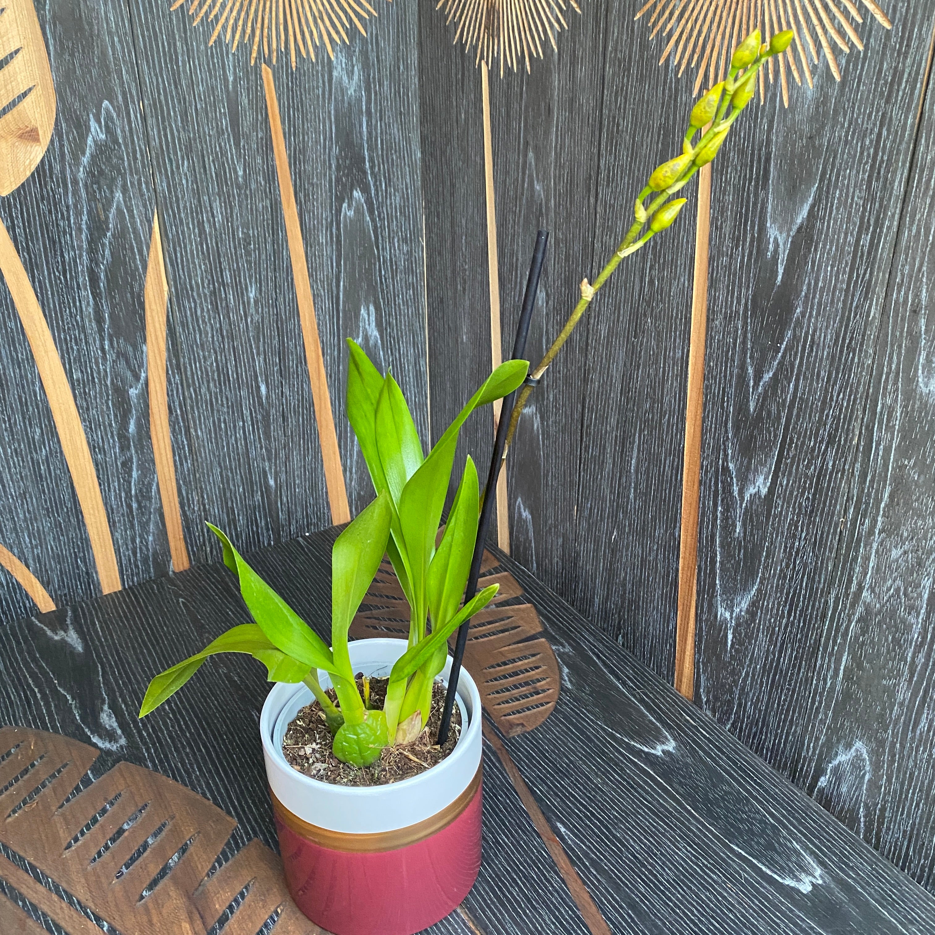 Odontocidium Hansueli Isler