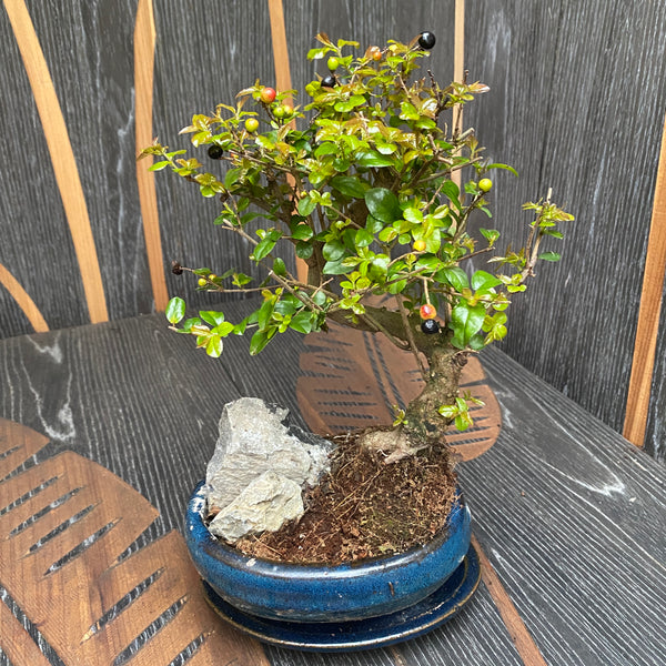 Bonsai Sageretia with stone (plate included)