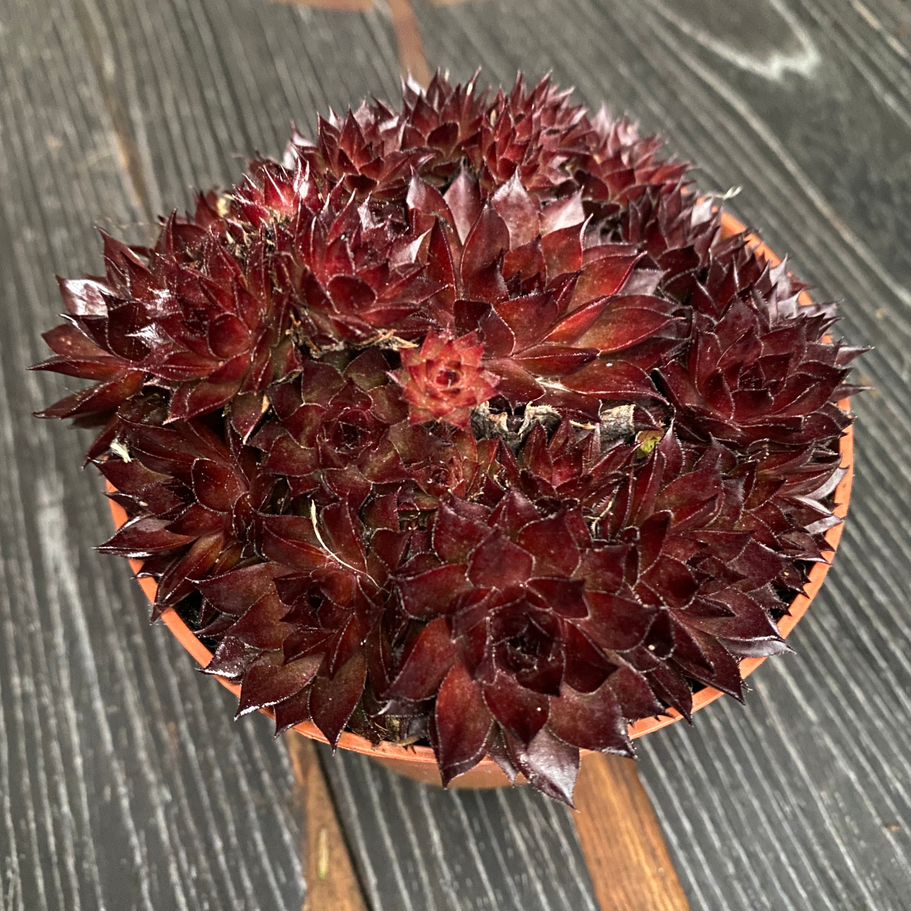 Sempervivum 'Corsair' (Planta Urechelnita)