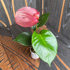 Anthurium Scherzerianum viola