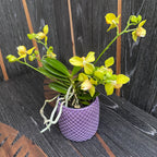 Phalaenopsis Artisto Pop pelórica 3lips (6 tallos)