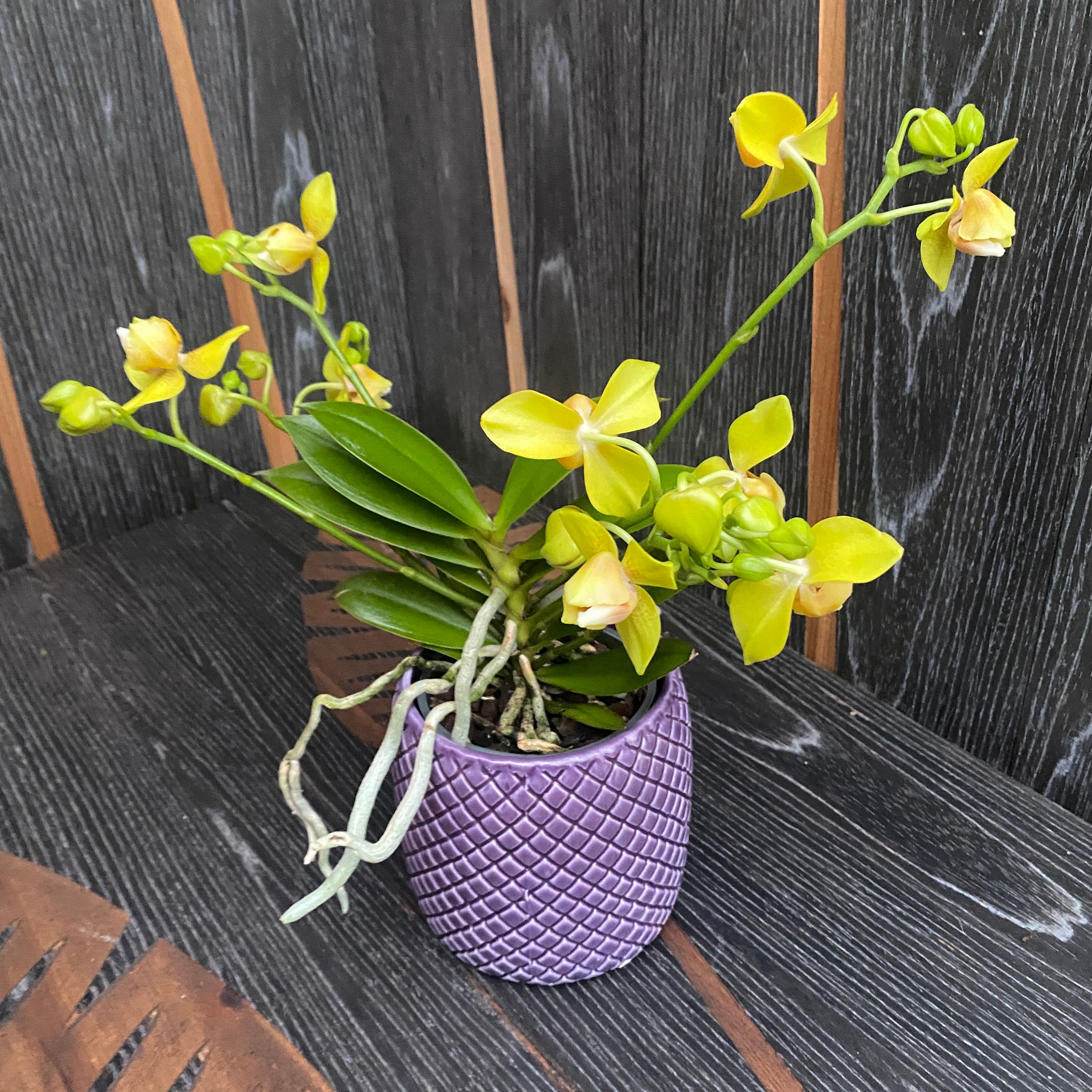 Phalaenopsis Artisto Pop pelorica 3lips (6 steli)