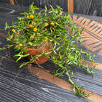 Mediocalcar decoratum