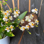 Oncidium Twinkle White Shower - fragrant flowers