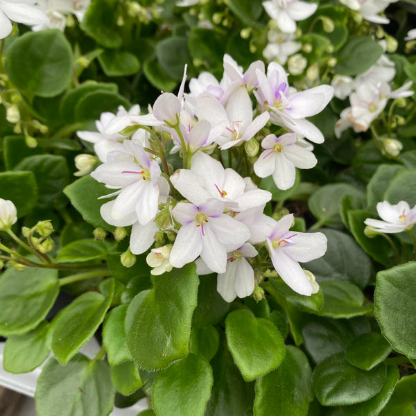 Saintpaulia Mini White  - violete speciale