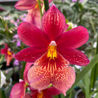 Burrageara Nelly Isler 'Swiss Beauty'