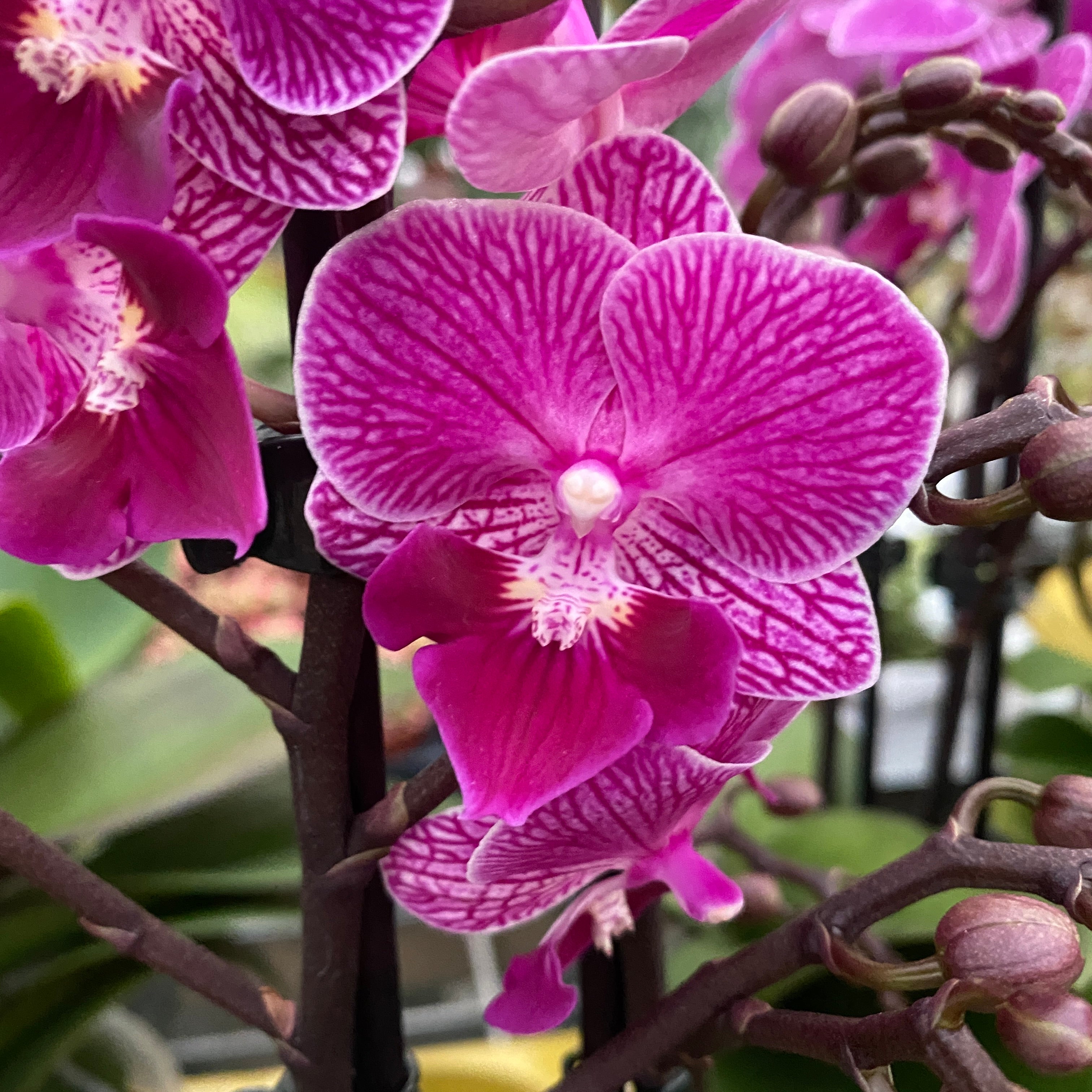 Phalaenopsis Younghome Purple Baby '06201' ('Limited 32') big lip