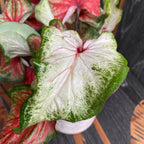 Caladium Starbust