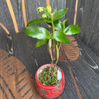 Dendrobium tetragonum var. alba