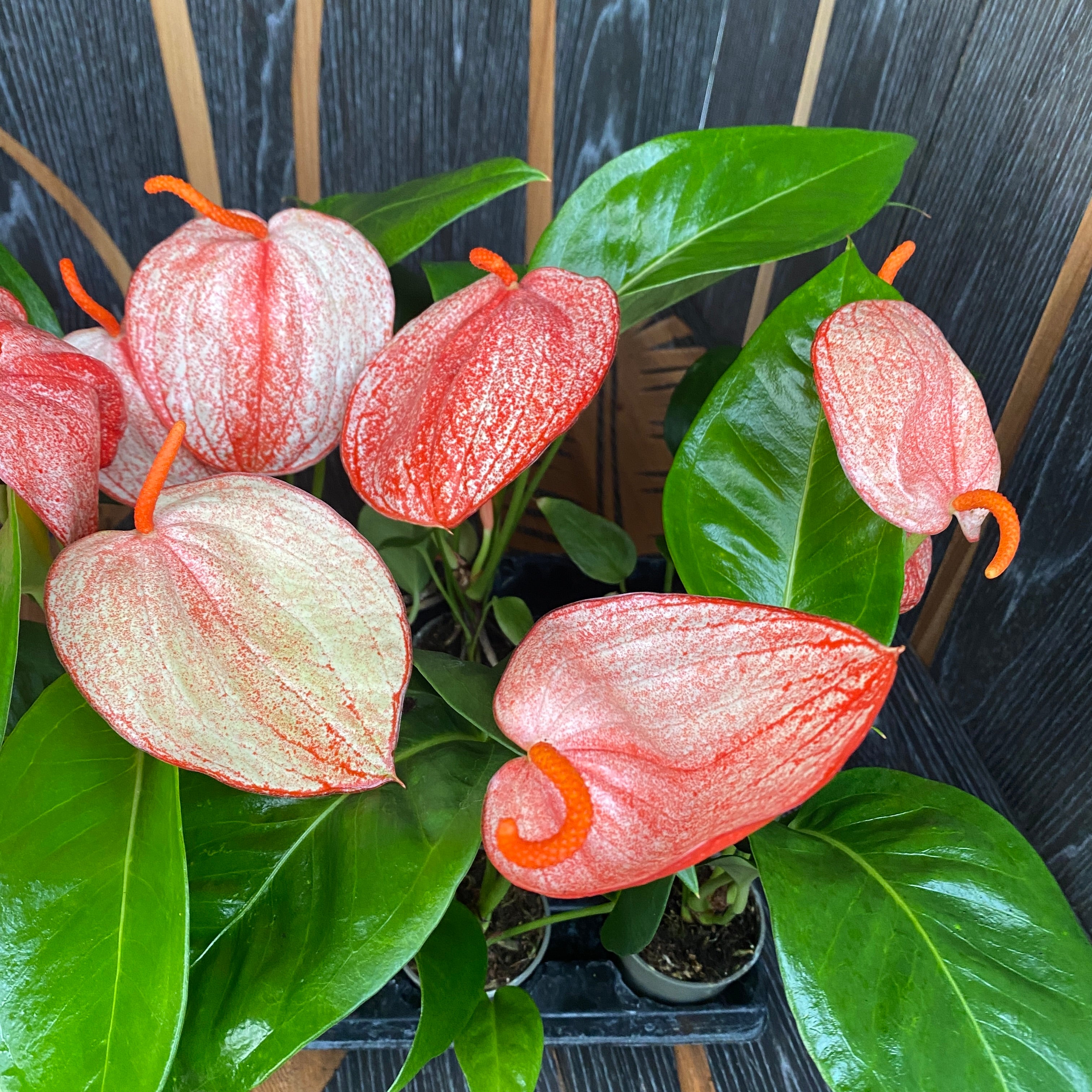 anthurium folgetii 斑入り Anthurium Forgetii Variegated – Greenspaces.id
