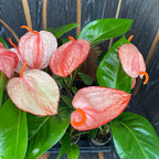 Anthurium Scherzerianum Graffiti