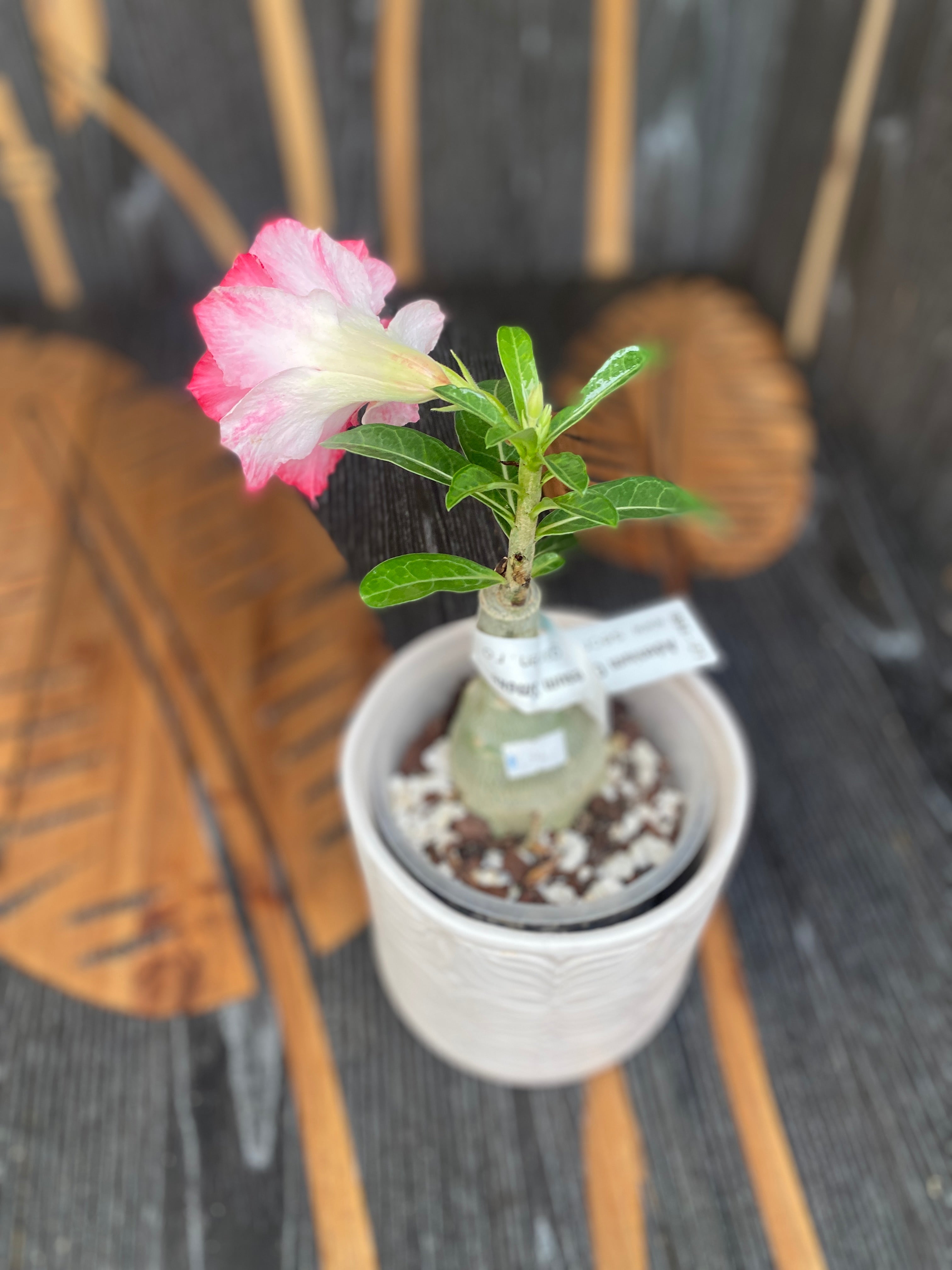 Adenium Obesum 'Smoke'
