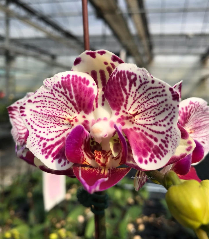 Phalaenopsis OX Madonna (peloric)