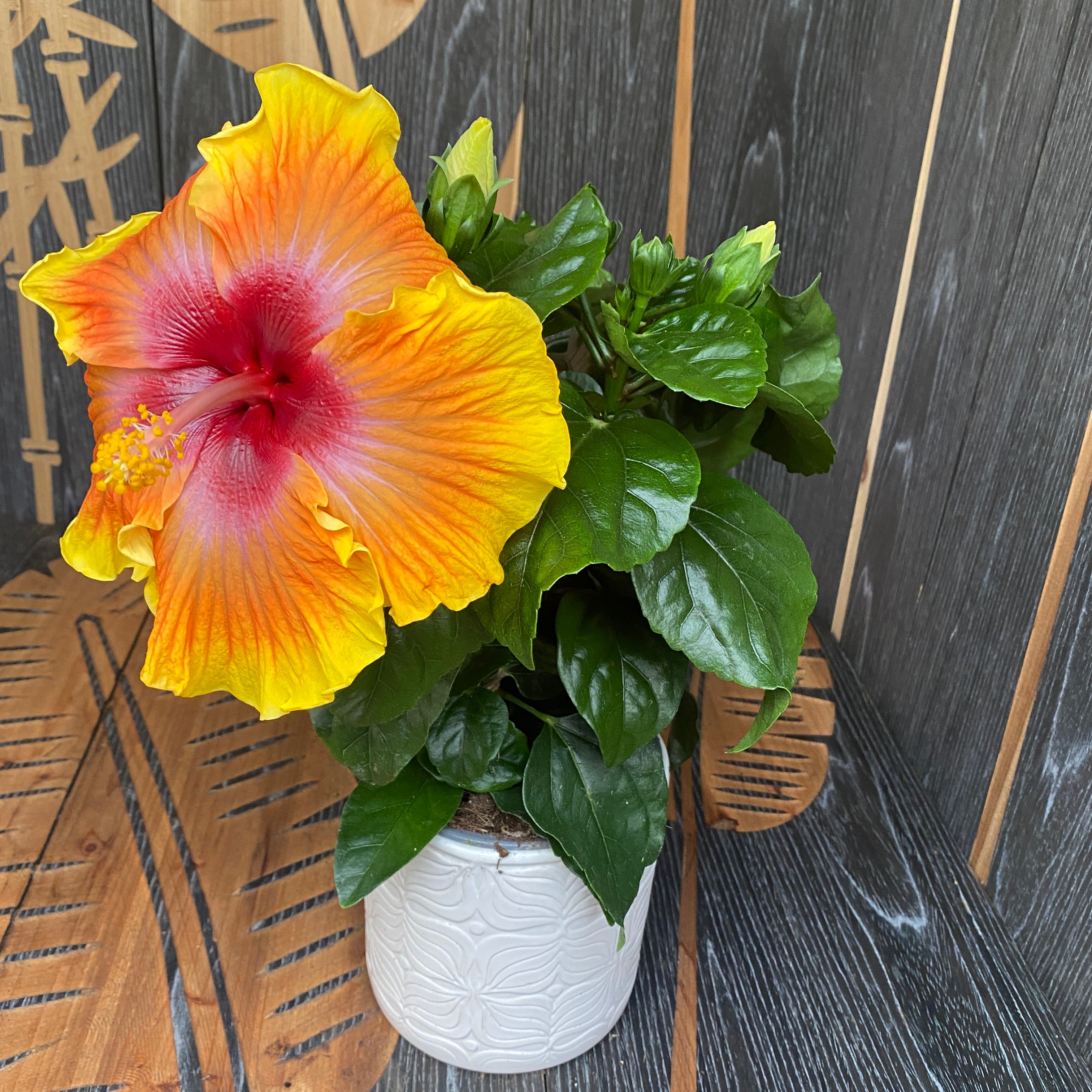 Hibiszkusz rosa-sinensis 'Zanzibar' (2 növény/cserép)