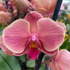 Phalaenopsis Narbonne