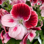 Pelargonium grandiflorum 'Tony' (αγγλικά γεράνια)