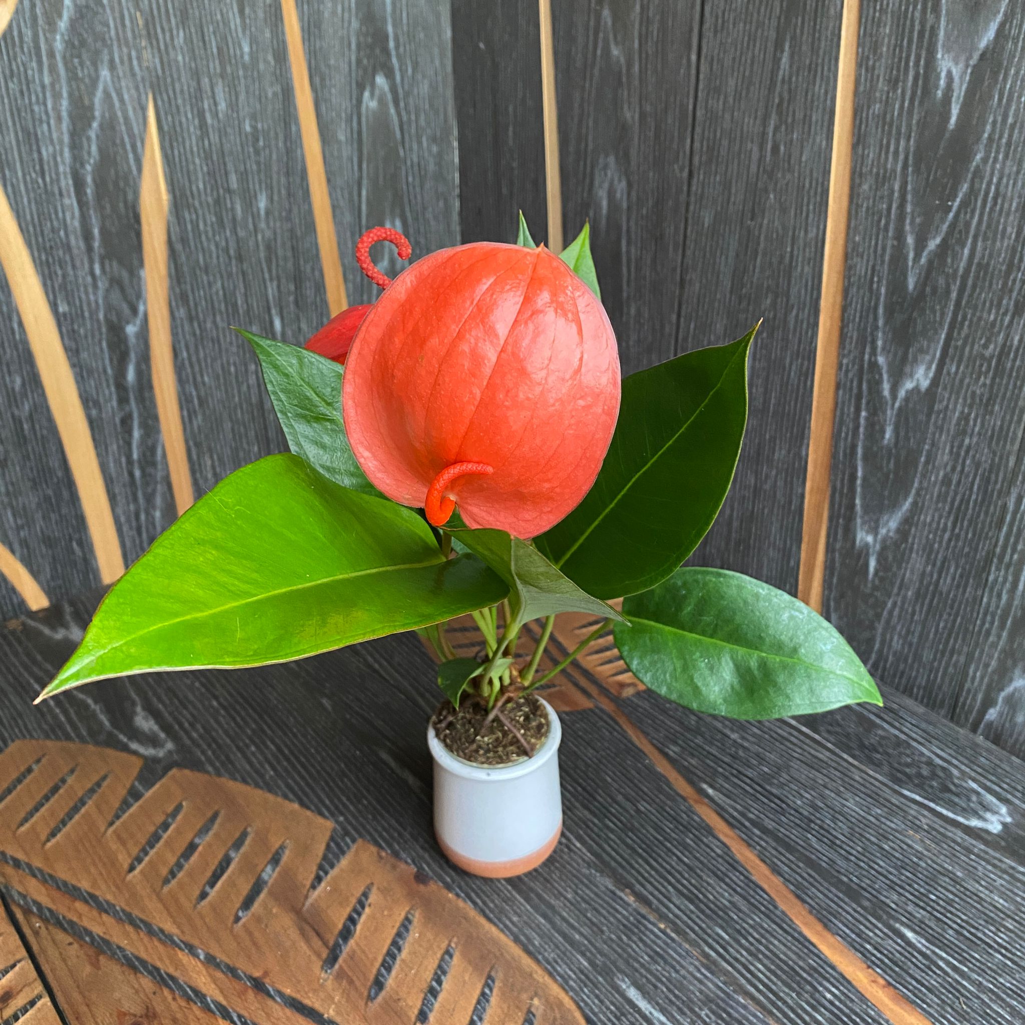 Anthurium Scherzerianum Schott