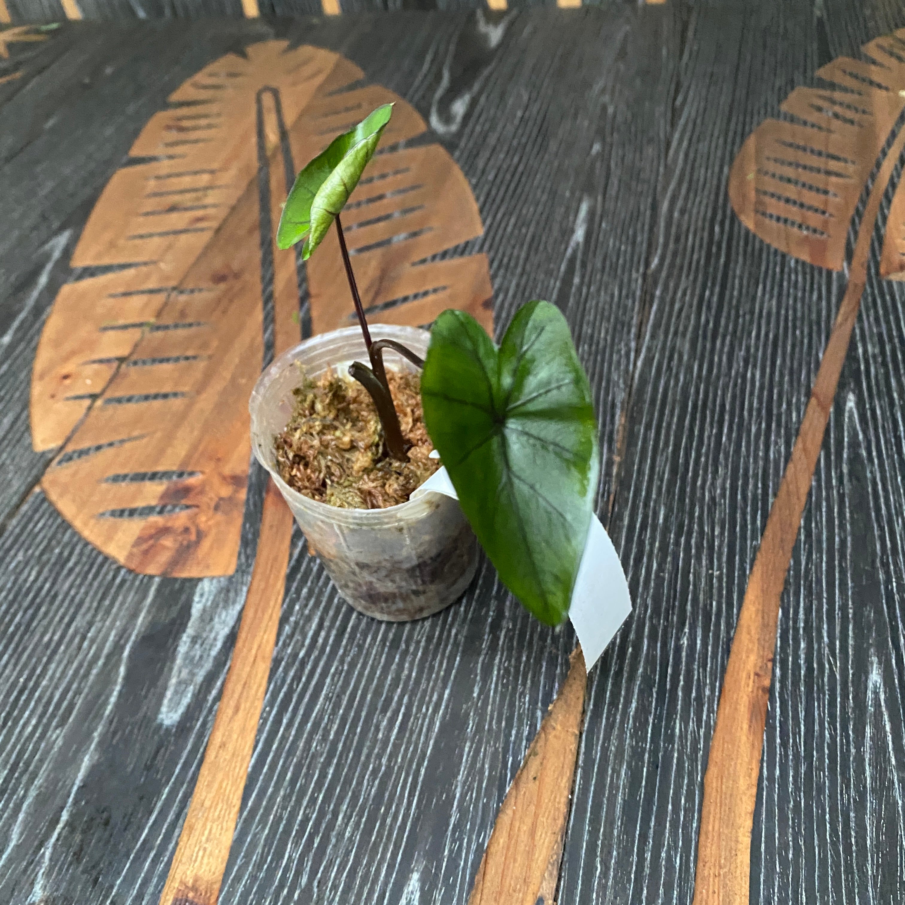 Colocasia esculenta 'Painted Black' (Gecko Series)