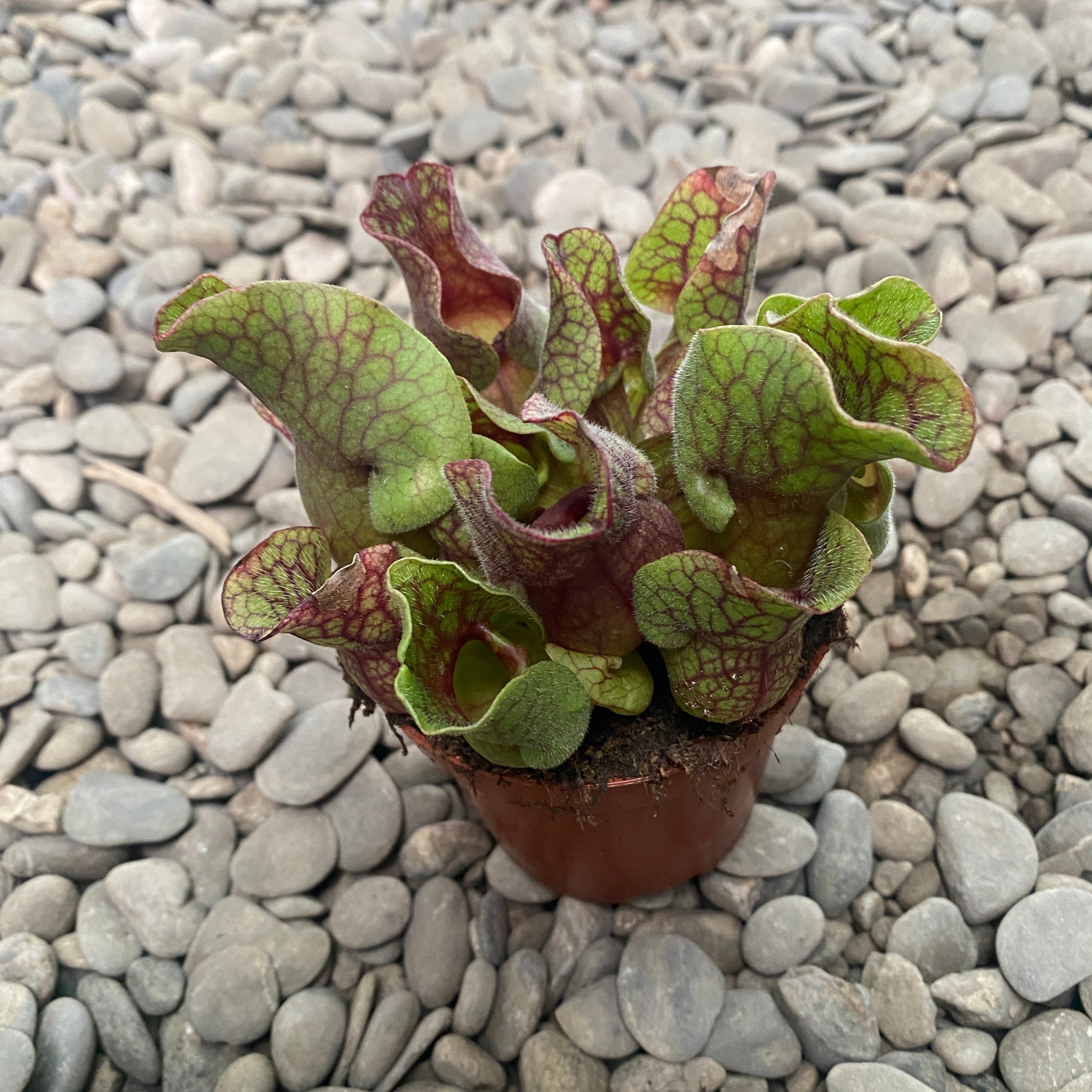 Sarracenia purpurea (planta ulcior)