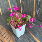 Cyclamen coum mix - de gradina