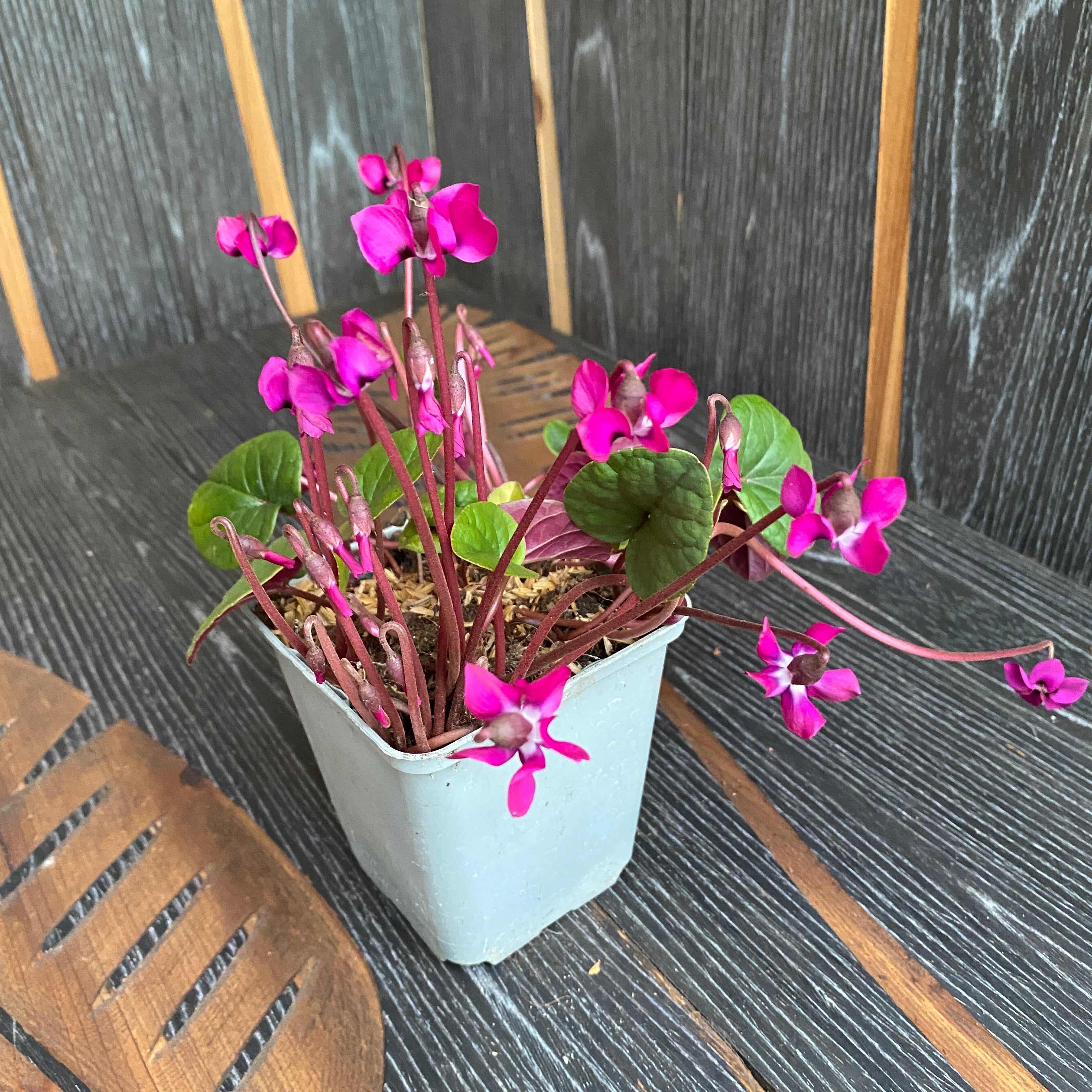 Cyclamen coum mix - de gradina