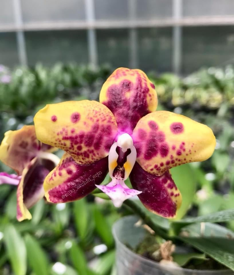 Phalaenopsis Allura 'Voodoo' *geparfumeerd