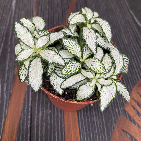 Fittonia verschaffeltii 'White Star', Mosaikpflanze