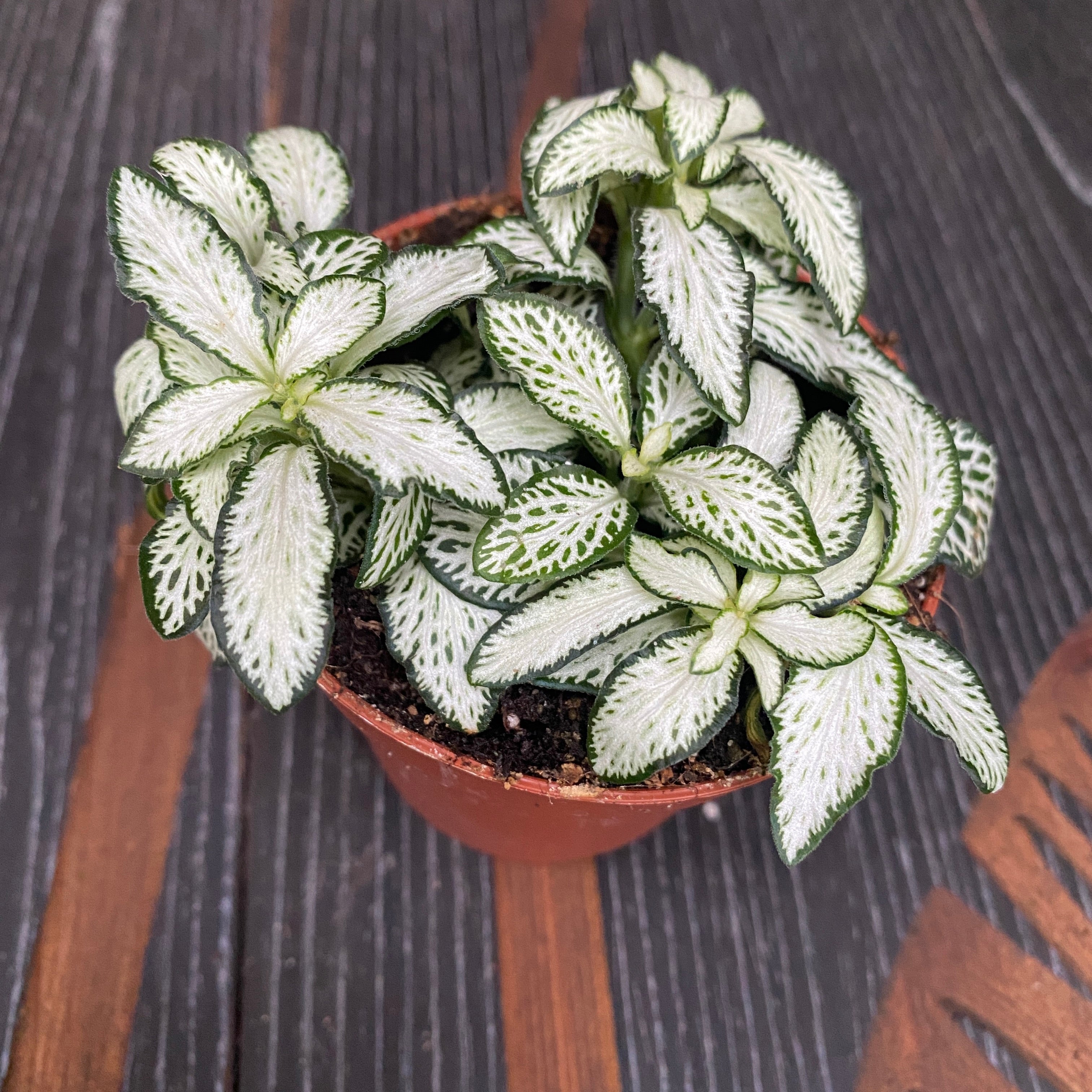 Fittonia verschaffeltii 'White Star', planta mozaic