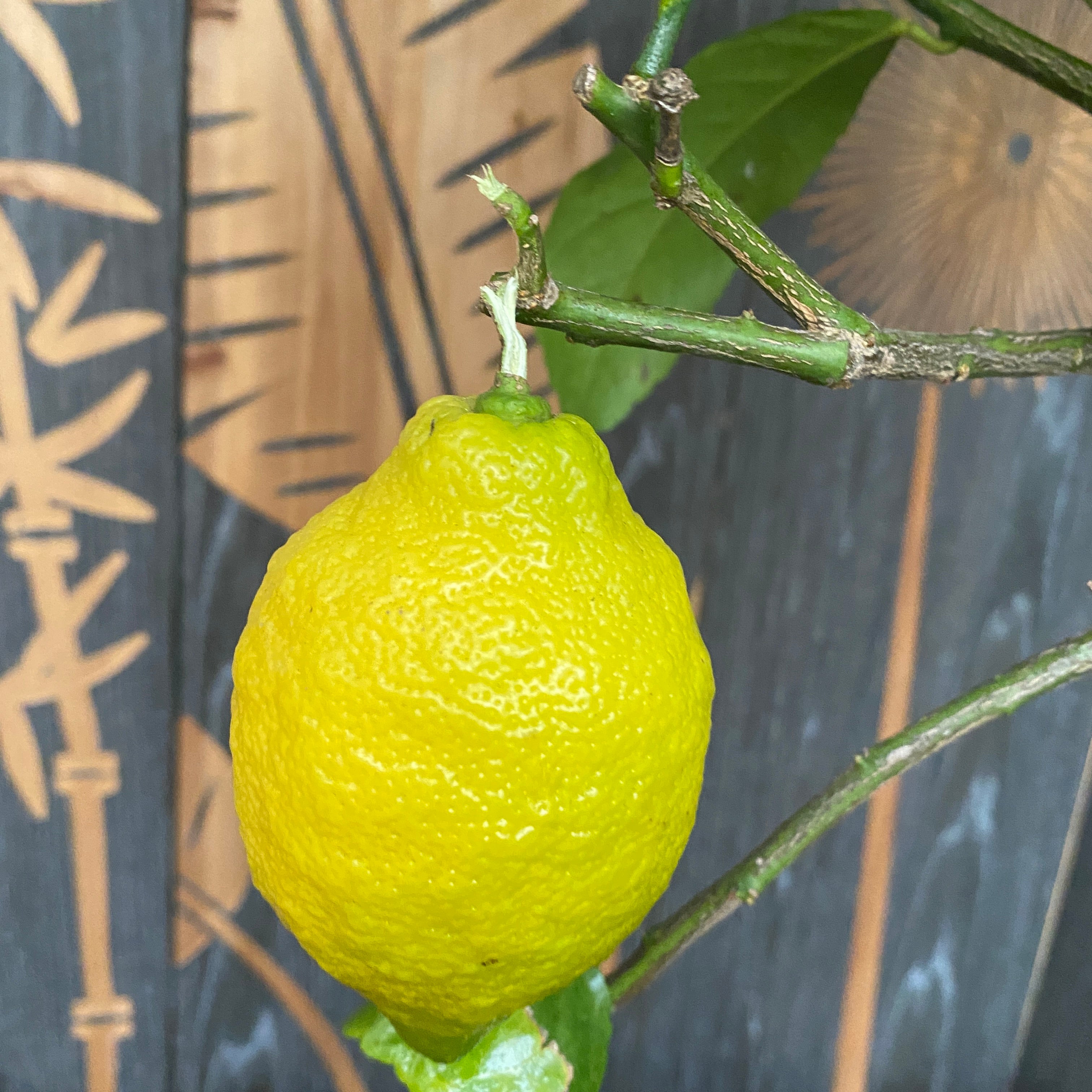 Lamai productiv - Citrus limon 'Cappuccio' H60 cm