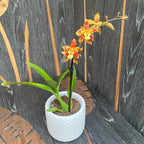 Odontocidium Tigrisfarok