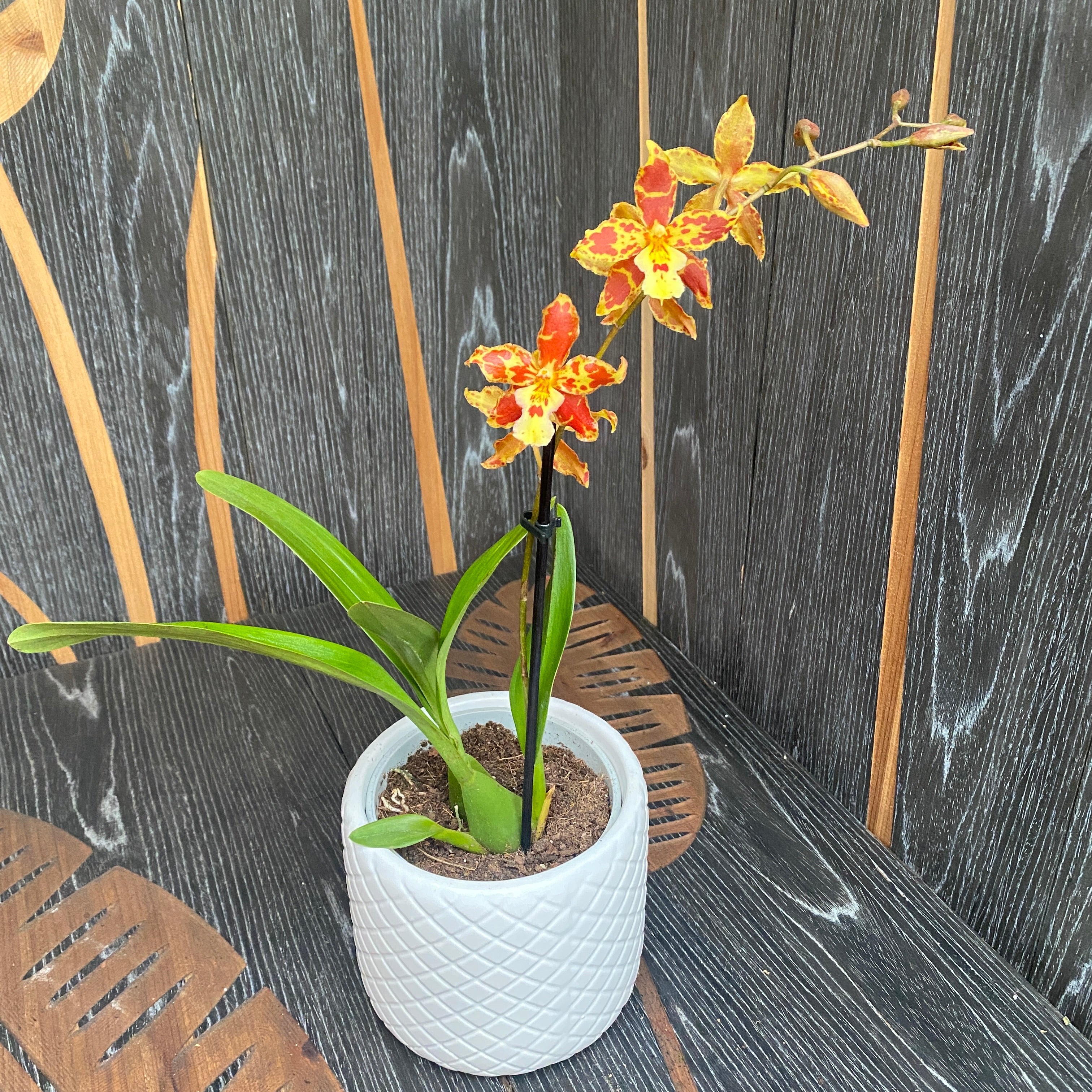 Odontocidium Tiger Tail