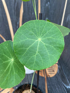 Stephania erecta mix (caudex)