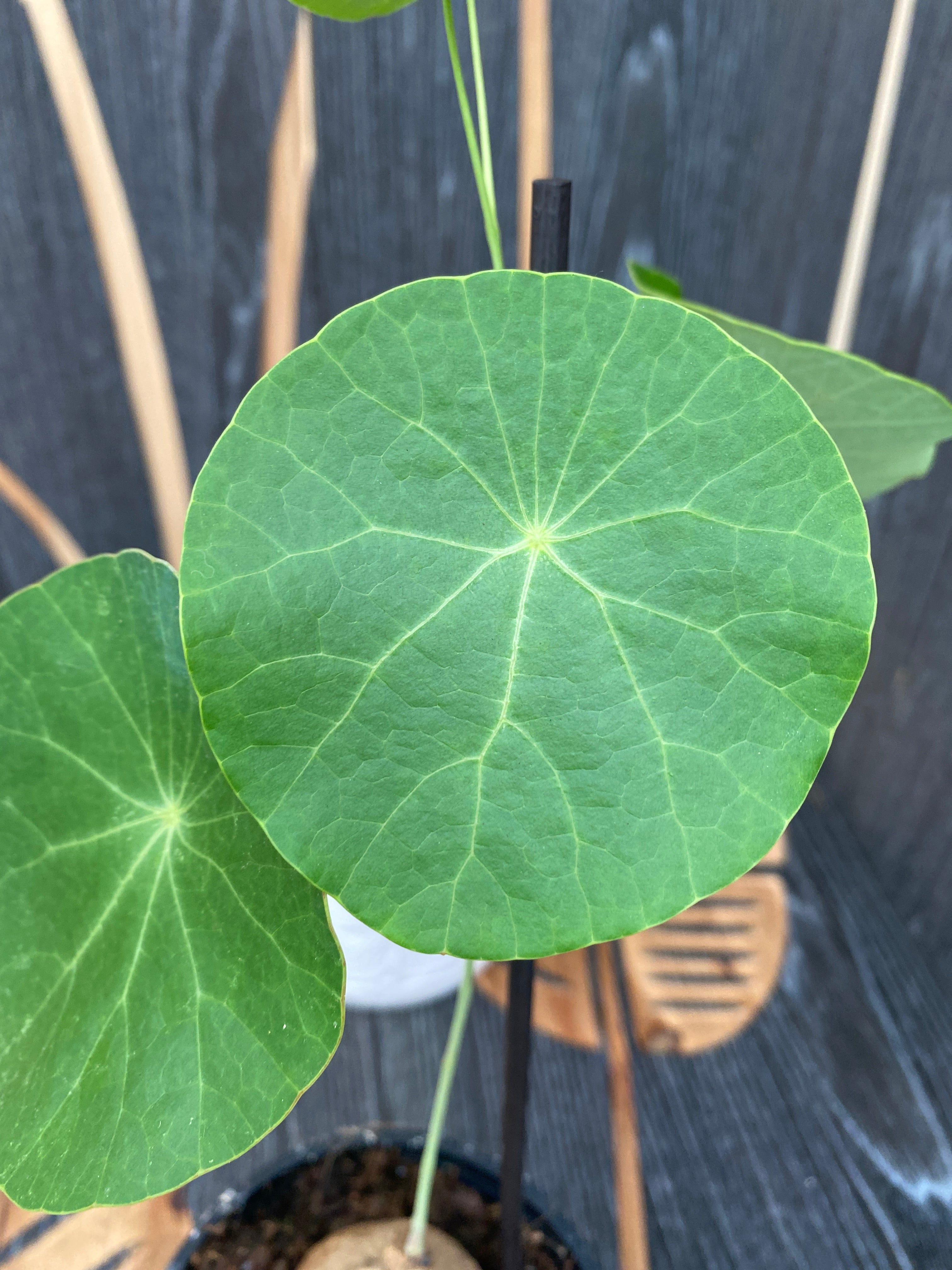 Stephania erecta mix (caudex)