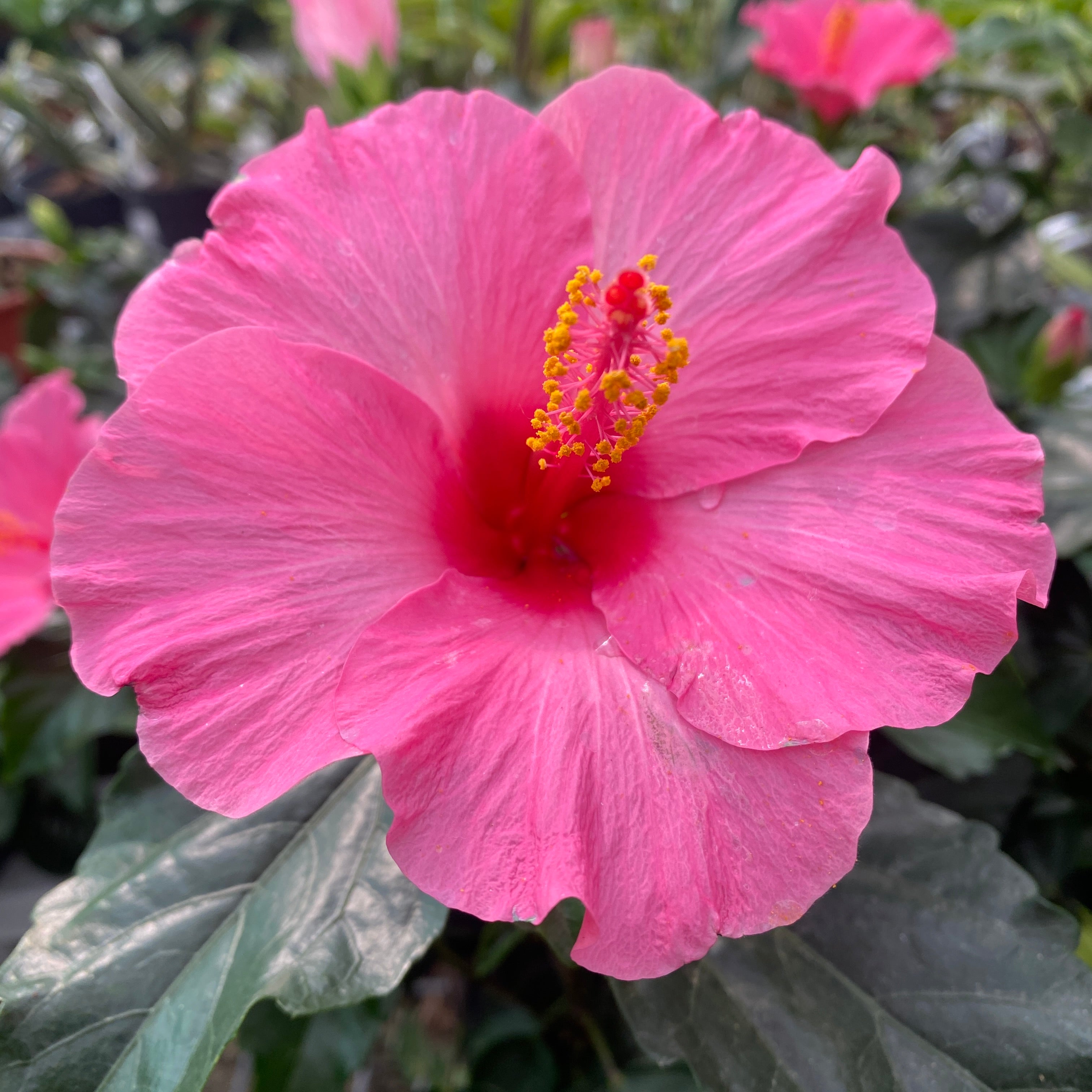 Hibiszkusz 'Adonicus Pink' - XL virágok (2 növény/cserép)