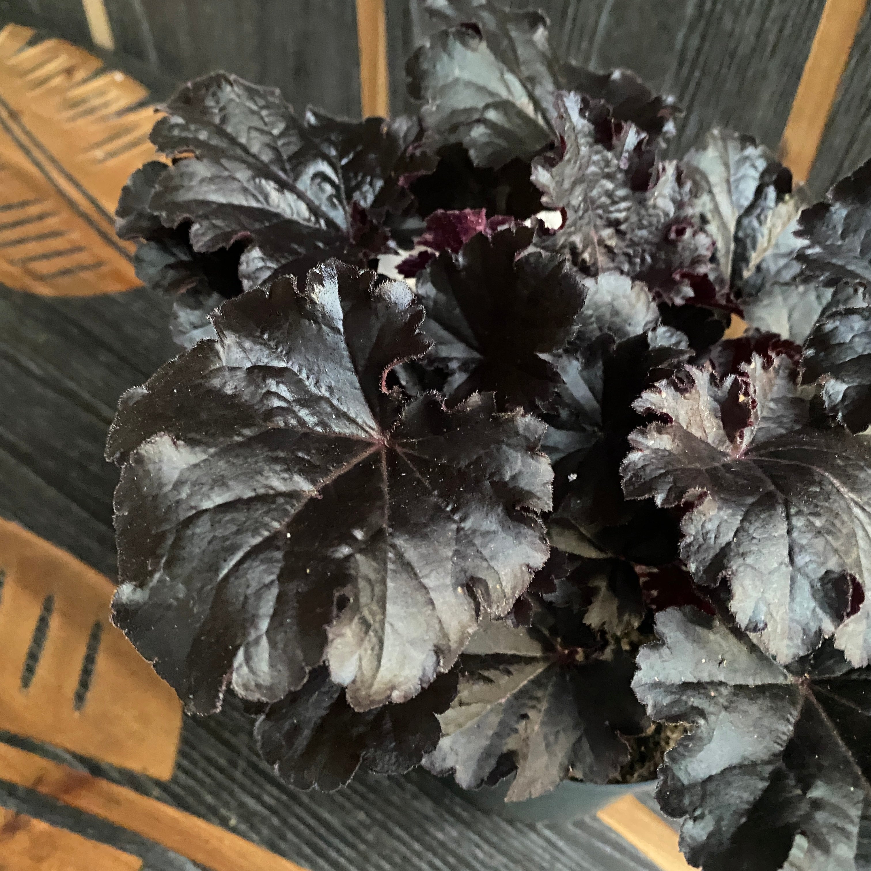 Heuchera ‘Timeless Night’