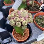 Gymnocalycium mini - Cactusi altoiti colorati