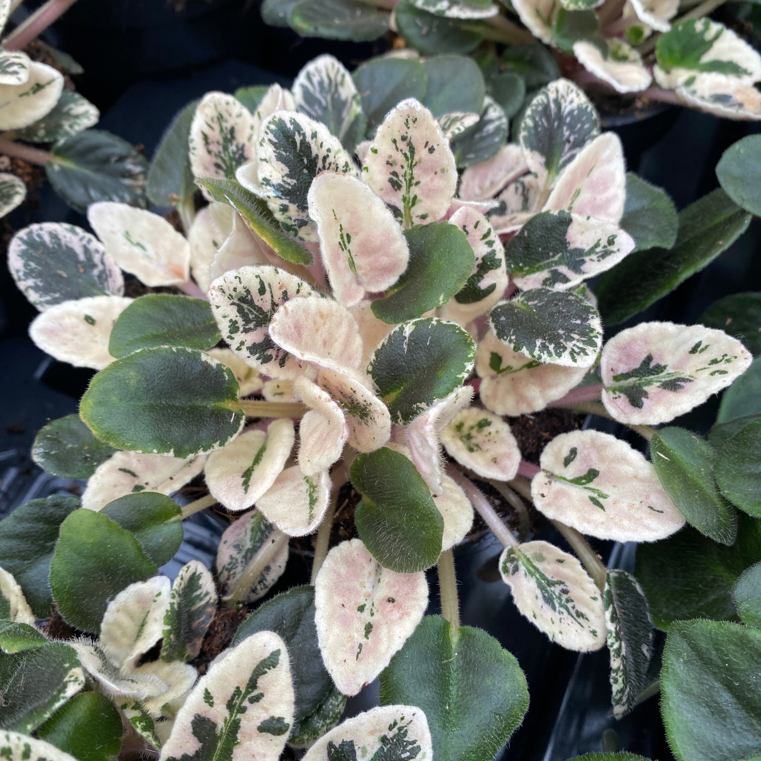 Saintpaulia Joy's Pink Halo