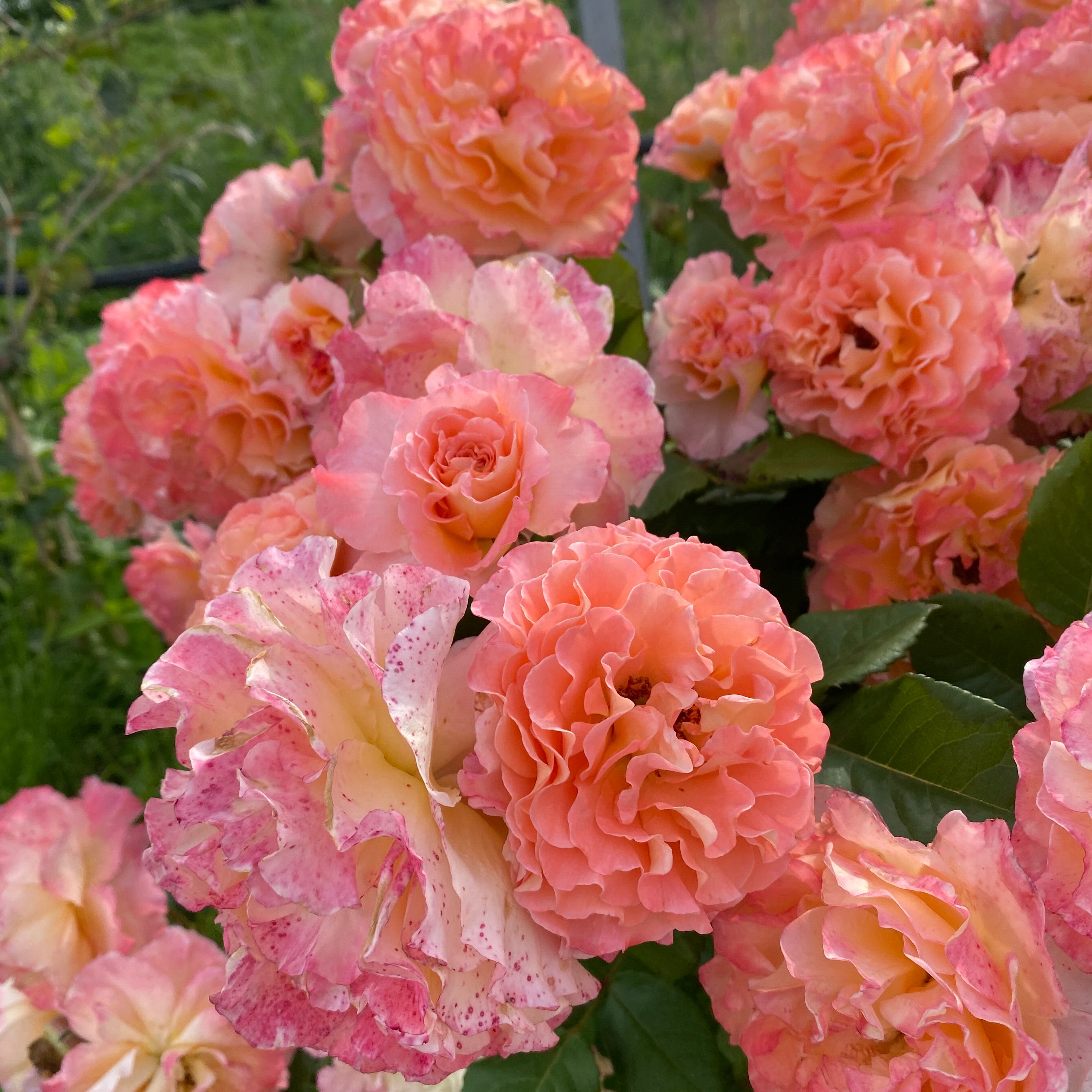 Rosa ‘Augusta Luise’® - Trandafir nostalgie, parfum intens